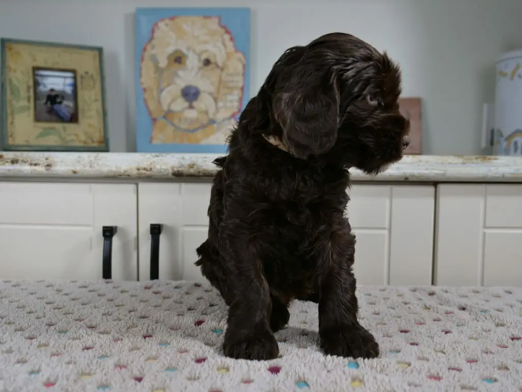 6-week old chocolate labradoodle puppy sitting on a white blanket multicolored spots on it. Her chest is facing the camera but has her head turned to the right and looking down.