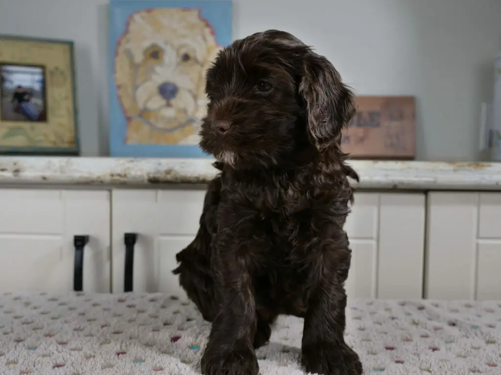 6-week chocolate labradoodle puppy sitting on a white blanket with multicolored spots on it. She has a tiny white goatee and is looking just to the left of the camera.