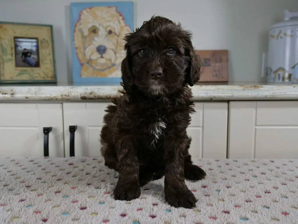 6-week old chocolate labradoodle puppy with a bit of white on her chest and a tiny little white goatee. She is sitting on a white blanket and looking at the camera. Her coat is curly.