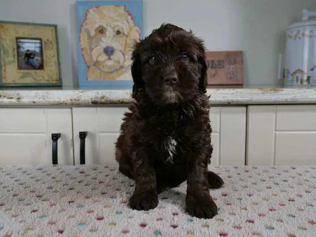 6-week old chocolate labradoodle puppy with a bit of white on her chest and a tiny little goatee. She is sitting facing the camera on a white blanket that has multicolored spots on it. She is leaning forward slightly and the curls on her coat at shining in the light.