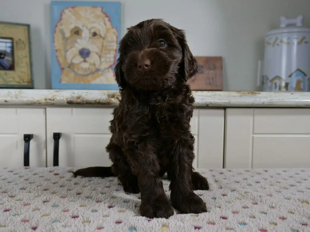 6-week old dark chocolate labradoodle puppy sitting on a white blanket with multicolored spots. Puppy is sitting upright in front of white counter with a painting of a labradoodle sitting on it. Puppys head is tilted up and to the left.