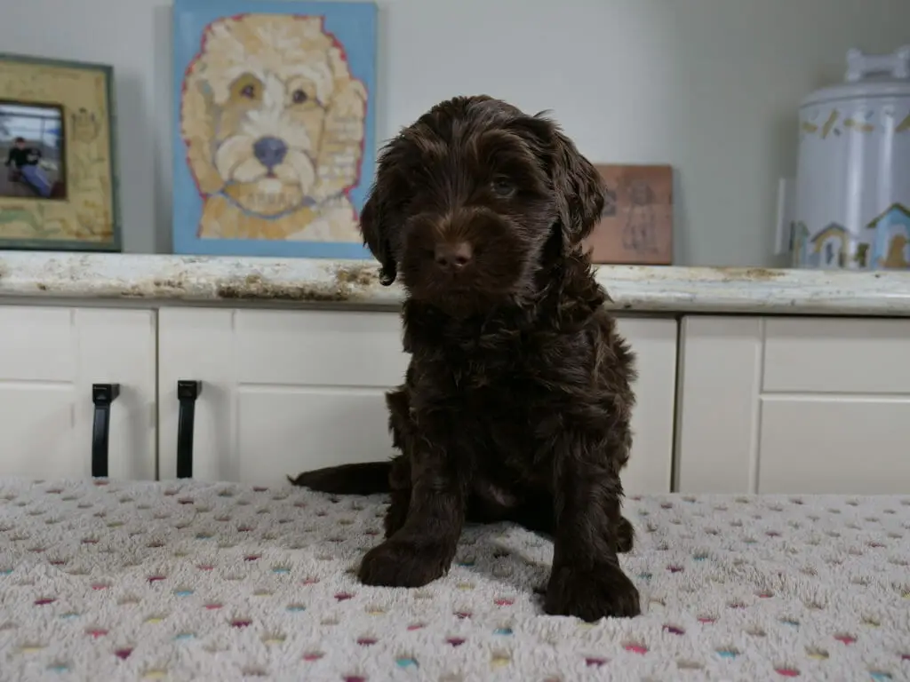 6-week old dark chocolate labradoodle puppy sitting on a white blanket with multicolored dots on it. In front of a white counter with a painting of a labradoodle sitting on it. Puppy is sitting facing the camera with head tilted just a bit and eyebrows raised.