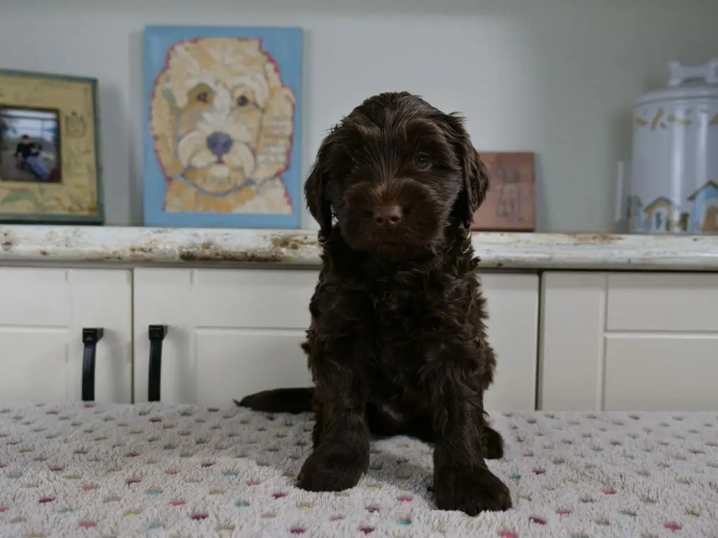 6-week old dark chocolate labradoodle puppy sitting on a white blanket with multicolored spots on it. Puppy is facing the camera.