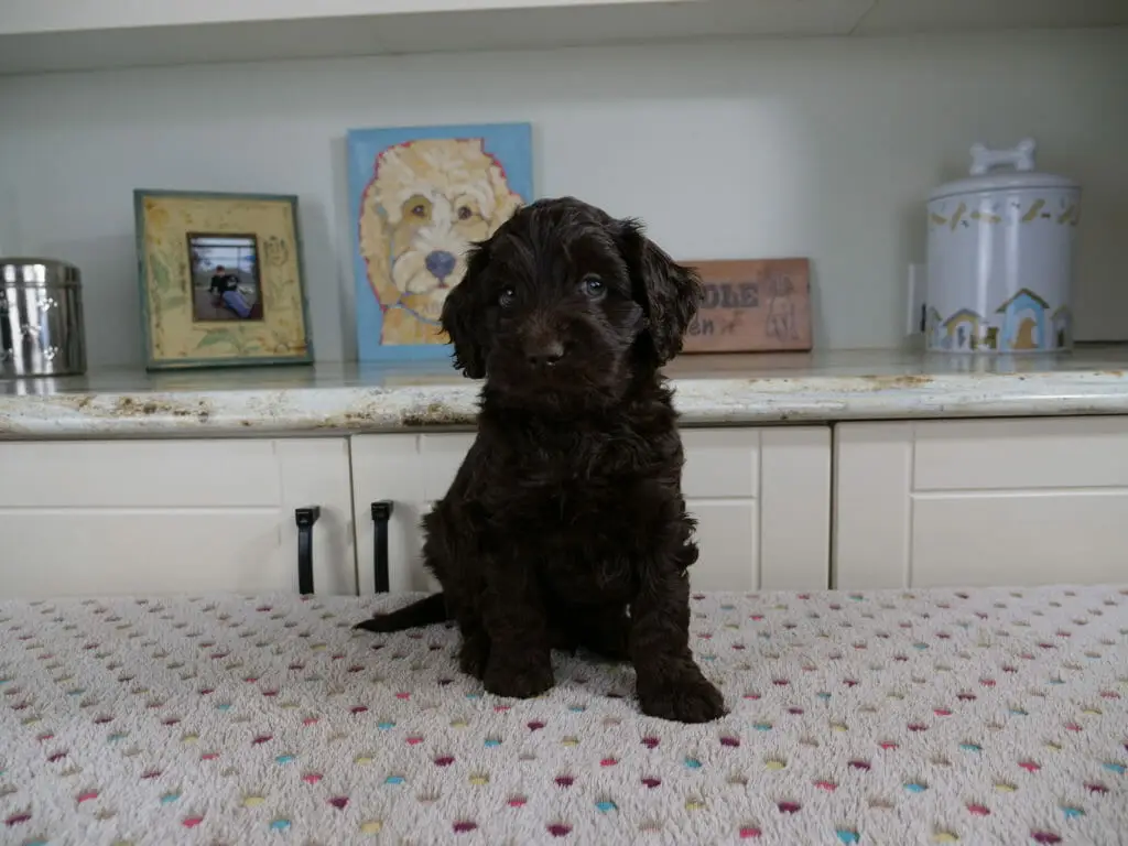 6-week old dark chocolate labradoodle puppy sitting on a white blanket in front of a white counter where a painting of a labradoodle is sitting. Puppy is sitting upright and facing the camera. His eyes are looking to the right of the camera.