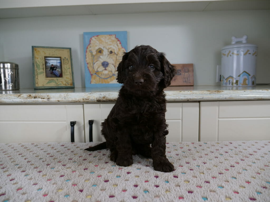 6-week old dark chocolate labradoodle puppy sitting on a white blanket in front of a white counter which has a painting of a labradoodle on it. Puppy is sitting upright facing the camera. His tail is just peeking out from behind him.