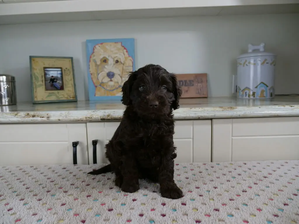 6-week old dark chocolate labradoodle puppy sitting on a white blanket. In the background is a counter with a painting of a labradoodle, 2 photos and a cookie jar. Puppy is sitting facing the camera and just his eyes are looking to the right.