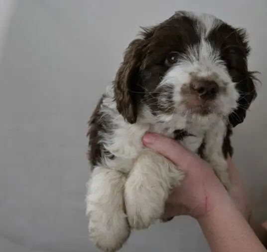 Labradoodle_Puppy_CN_Week7_Brown (2)