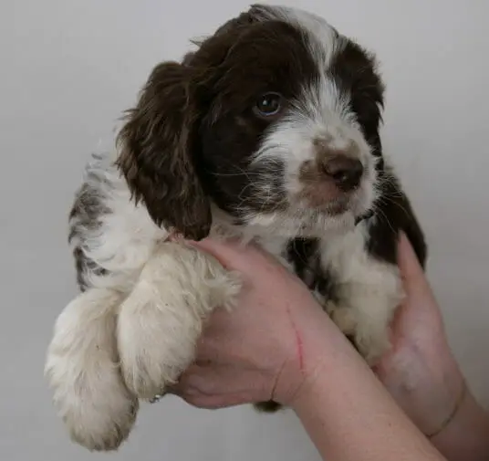 Labradoodle_Puppy_CN_Week7_Brown (4)