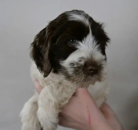 7-week chocolate and white parti pattern labradoodle puppy. His muzzle is white with dark "freckles" on the end, a small white patch on the top of his head. Chocolate patches over his eyes and ears, legs are white.