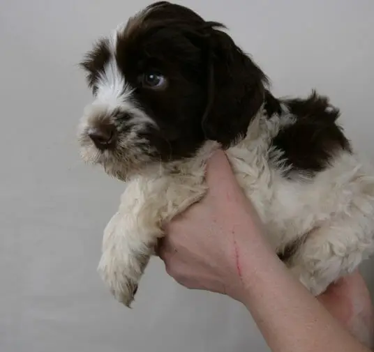 7-week old black and white labradoodle puppy being held in Claires hands. He has a white body and legs, with black patches on his back and over his eyes and ears.