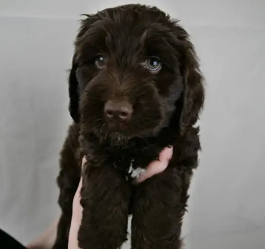 Close up of a 7-week old dark chocolate labradoodle puppy. He is looking into the camera with soft green eyes, a little white patch is visible on his chest.