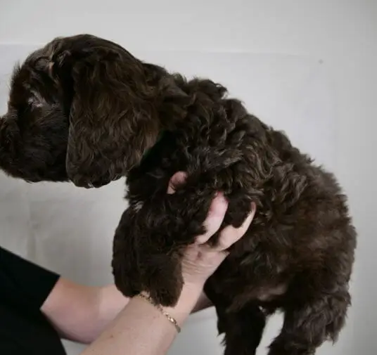 Labradoodle_Puppy_CN_Week7_Green (2)