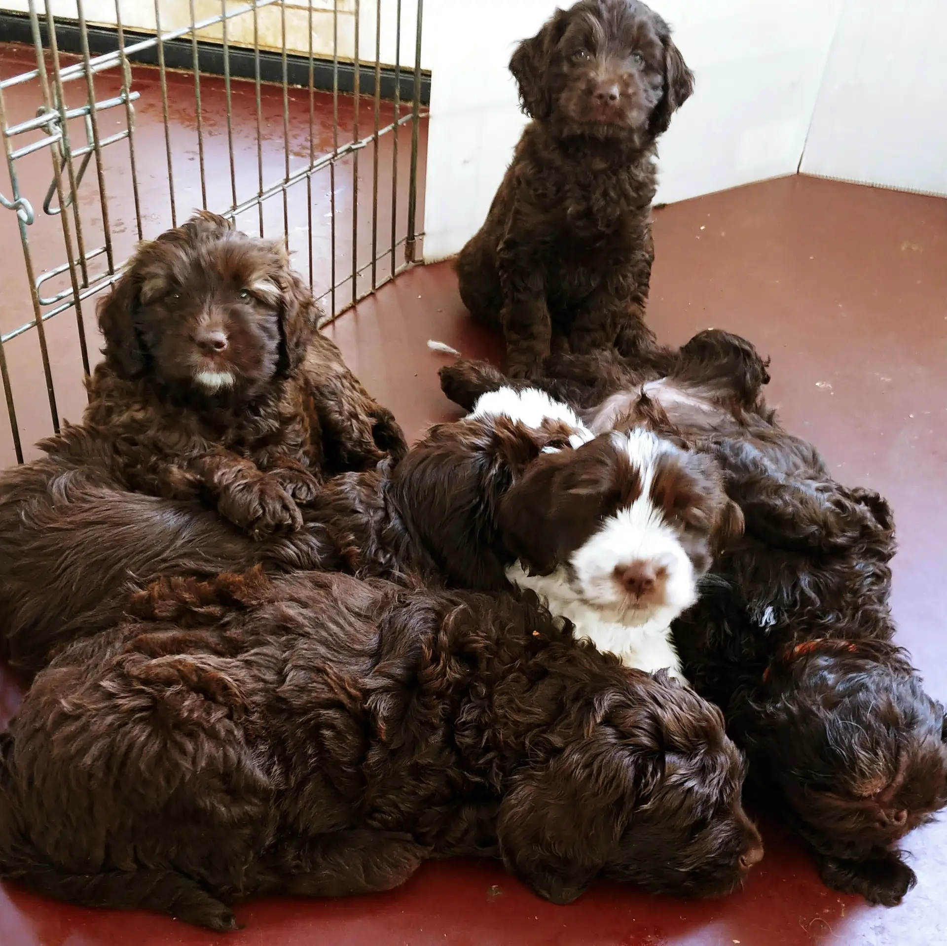 A group of 7-week old labradoodle puppies lying and sitting on a red floor. There are mostly chocolate brown colored, and 1 chocolate and white parti puppy.