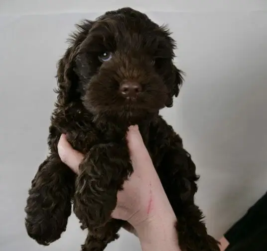 7-week old dark chocolate labradoodle puppy, held in Claires hands. Front legs are hanging over Claires fingers and he is looking at the camera with bright blue eyes.