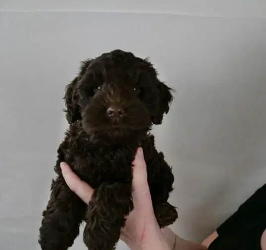 Claire is holding up a 7-week old dark chocolate labradoodle puppy against a white backdrop. Puppy is staring at the camera with bright blue eyes. His coat is curly