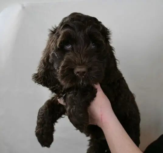 Labradoodle_Puppy_CN_Week7_Orange (3)