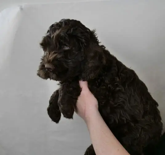 Labradoodle_Puppy_CN_Week7_Orange (4)