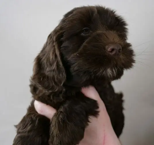 7-week old dark chocolate labradoodle puppy. Hair around her nose is sticking out straight, she has a tiny white goatee. Ear has a bit of caramel tones