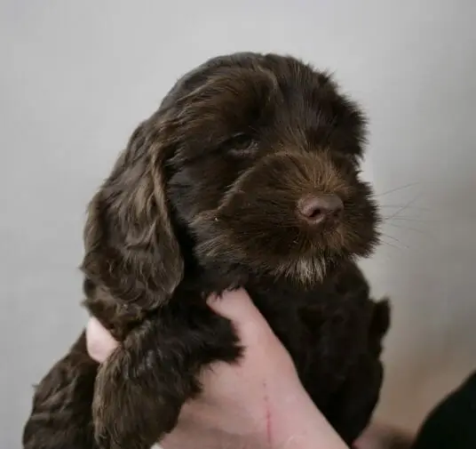 7-week old dark chocolate labradoodle puppy being held by Claire (who is out of the frame) Puppy has a small white goatee and caramel tones on her ears.