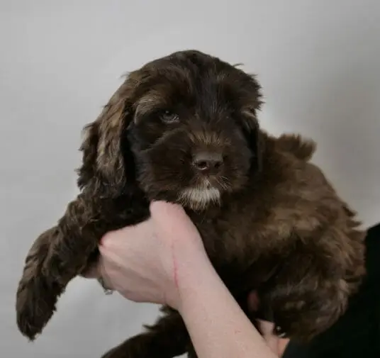 7-week old sable labradoodle puppy. She is being held up in Claires hands. A white goatee, and all the caramel tones are shining in the light.