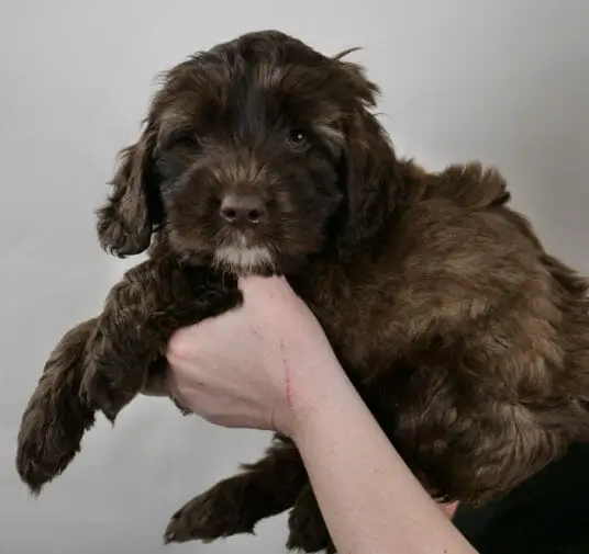 7-week old sable labradoodle puppy being held in Claires hands. White goatee and blue eyes. Her coat is varying shades of brown and caramel.