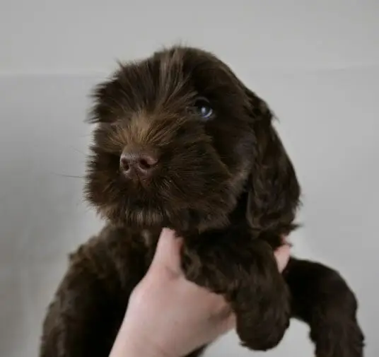 7-week old dark chocolate labradoodle puppy. A streak of tan/caramel from nose to top of head and bright eyes.