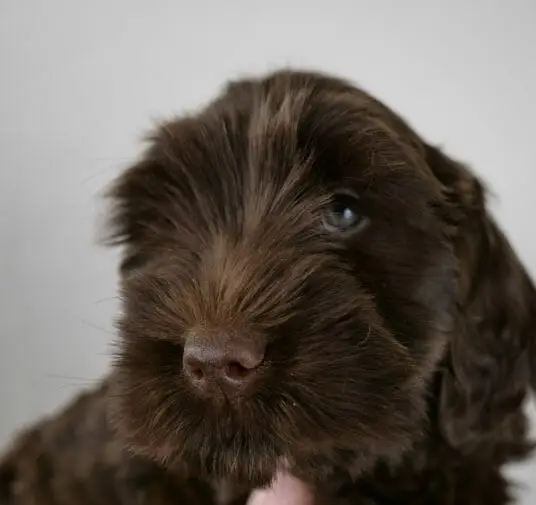 Labradoodle_Puppy_CN_Week7_Purple (4)