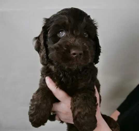 Labradoodle_Puppy_CN_Week7_Red (1)