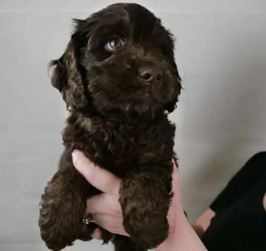 7-week old dark chocolate labradoodle puppy, held in Claires hands the puppys front legs are hanging over her hand and Puppy is looking slight up and to the right of the camera. Soft green eyes and caramel tones on the coat are shining in the light.