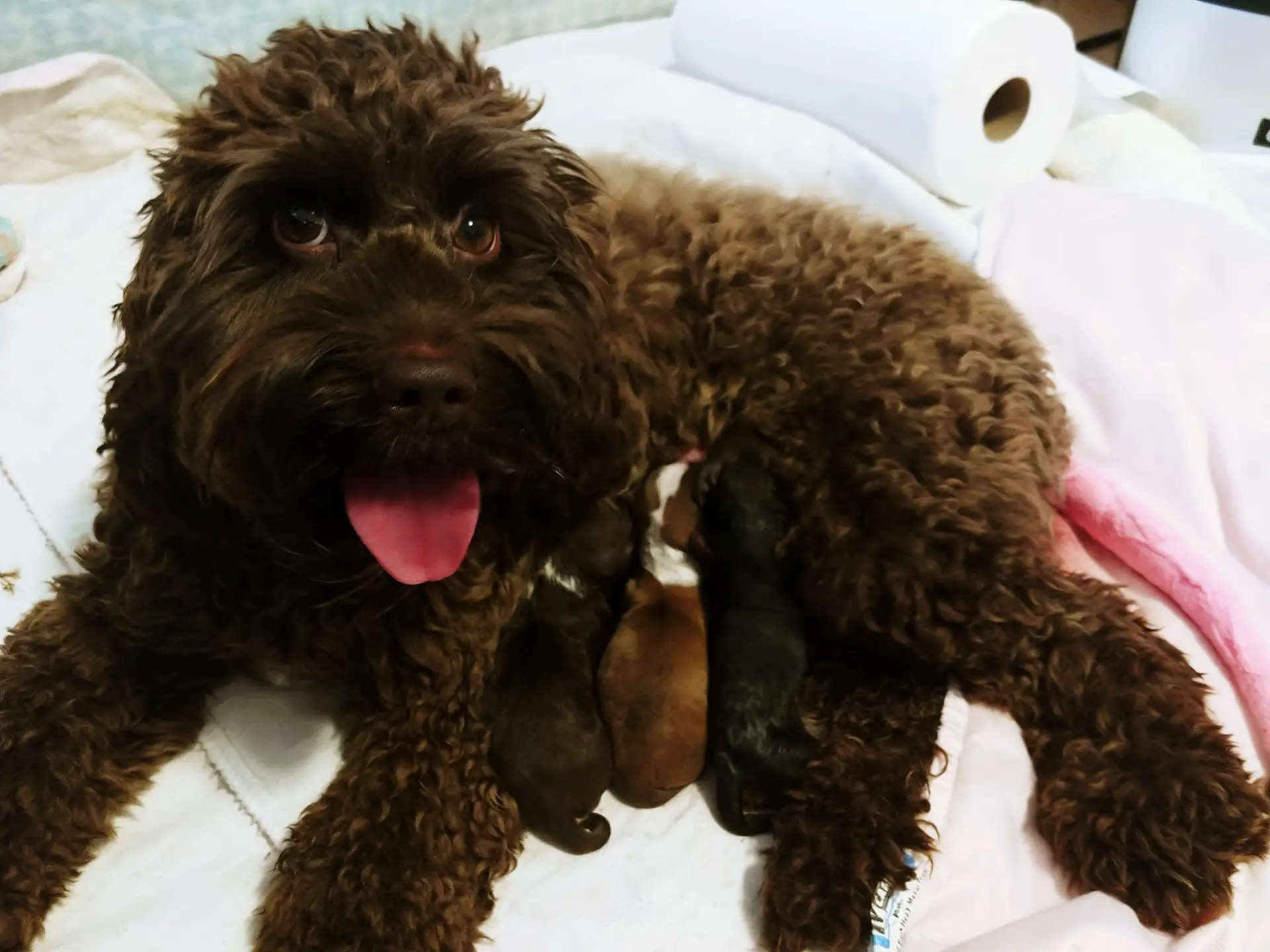 A chocolate labradoodle lying on her side with 3 newborn puppies nursing.