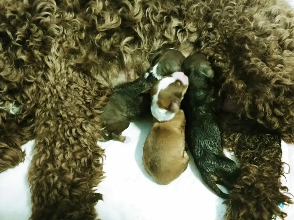 3 newborn labradoodle puppies nursing from their chocolate colored mom. They are all shades of brown with bits of white.