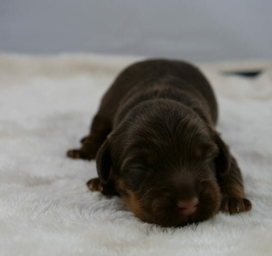 1-week old chocolate labradoodle puppy lying on a white rug. Image taken from ground level, with puppy facing the camera. Puppys chin is resting on the rug.