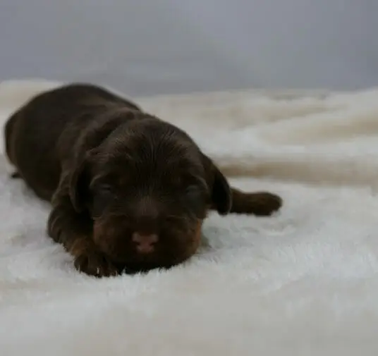 1-week old chocolate labradoodle puppy lying on a white rug. Camera is at ground level with the puppy facing it. One tiny is paw is stretched out to the right.