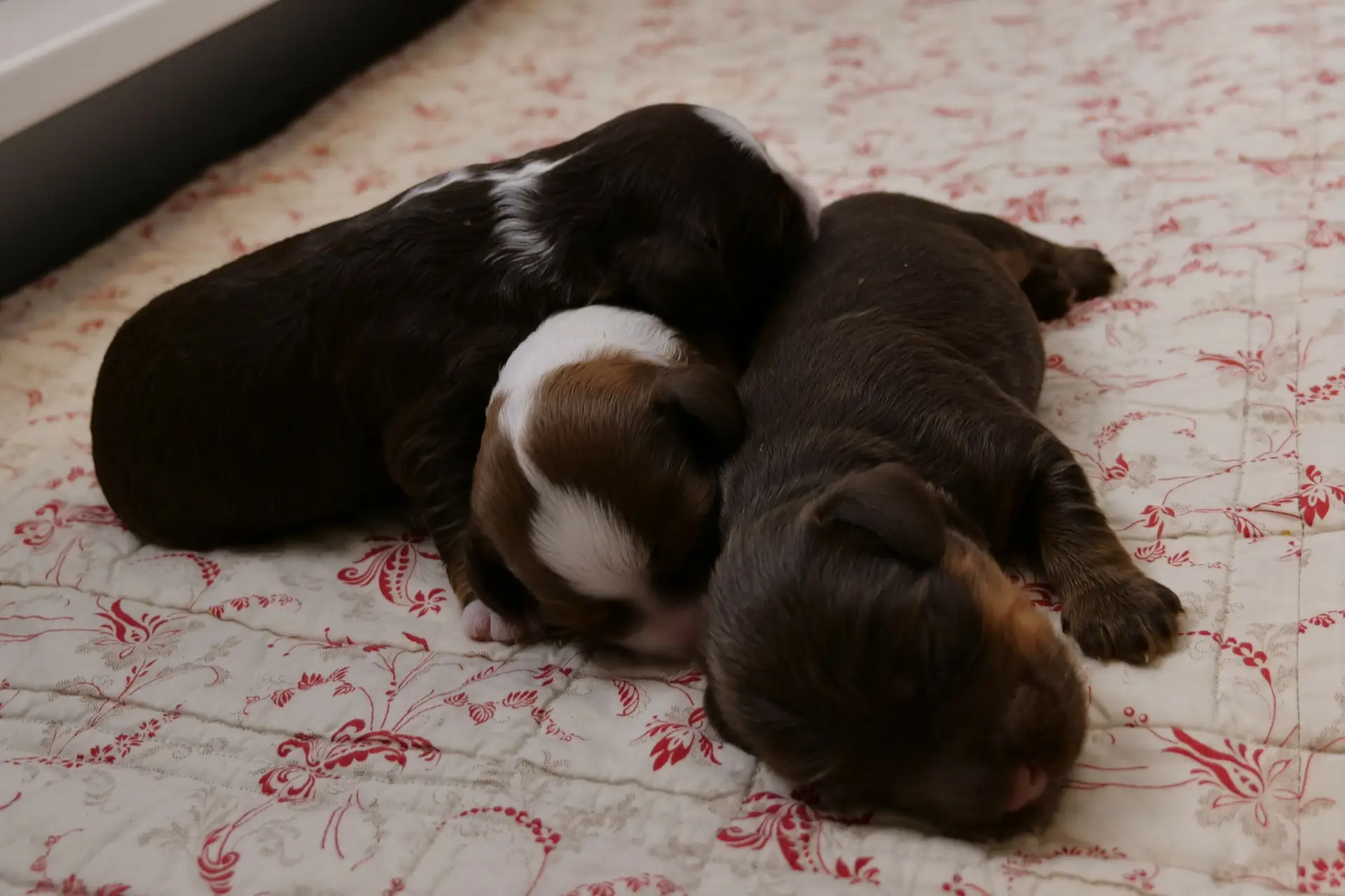 Three 1-week old labradoodle puppies sleeping. Their heads are closest to the camera. On the right is a chocolate puppy. In the middle a light chocolate and white puppy. On the left with its head on the middle one is a dark chocolate puppy with a scruff of white on its neck. They are on a white blanket with red flowers embroidered.