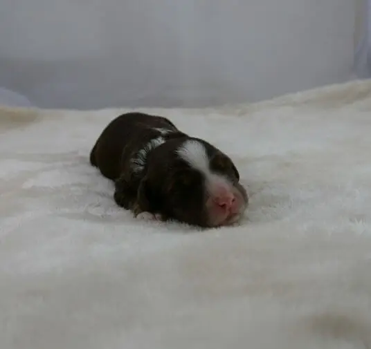 1-week old chocolate phantom labradoodle puppy lying on a white blanket. She is facing the camera, a white strip from her nose to the top of her head and just a bit of white is visible at her collar. Dark chocolate everywhere else.
