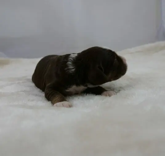 1-week old chocolate phantom labradoodle puppy. She is lying on a white rug with her head raised and turned to the right side. She has white on her paws and a bit around her neck.