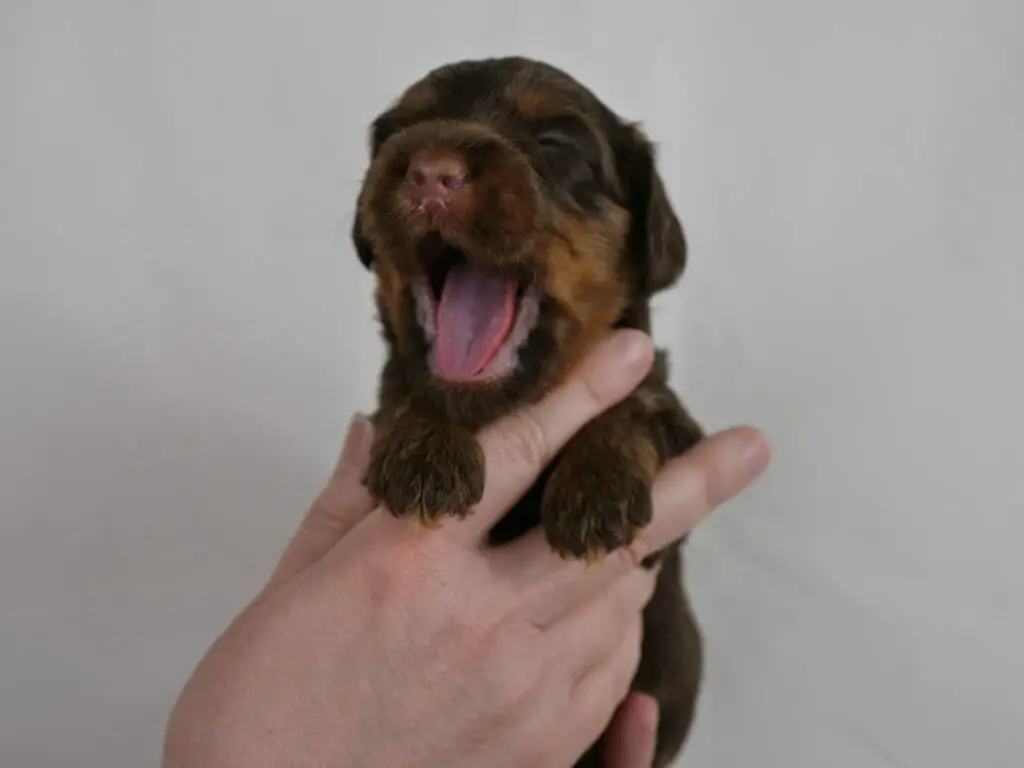 2-week old chocolate phantom labradoodle puppy gently held in someones hands. Brown paws poke out between fingers. Puppy is yawning and a pink tongue pokes out. Light tan marks along jawline and a bit on the eyebrows.