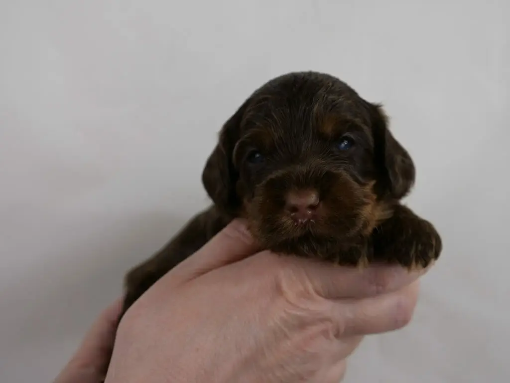 2-week old chocolate phantom labradoodle puppy being gently cradled in someones hands. Puppy is looking directly at the camera, brown button nose and beautiful tan markings along his jawline and eyebrows