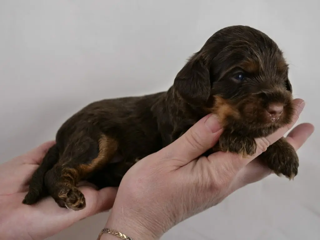 2-week old chocolate phantom labradoodle puppy lounging across Claires hands. The light tan phantom markings are visible, on the side of puppys face, hind legs and streaks across eyebrows. Bits of tan are visible on paws as well.