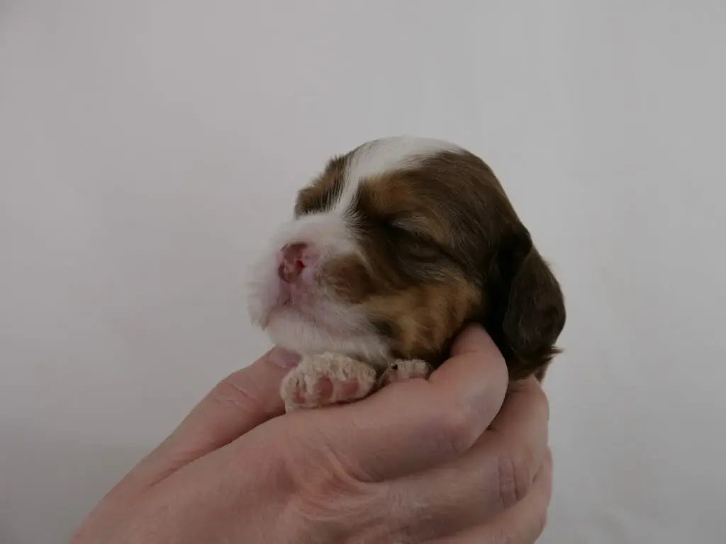 2-week old reddish brown labradoodle puppy held in someones hand. She has white under her chin and up from her nose to the top of her head. The side of her face has light tan coloring.