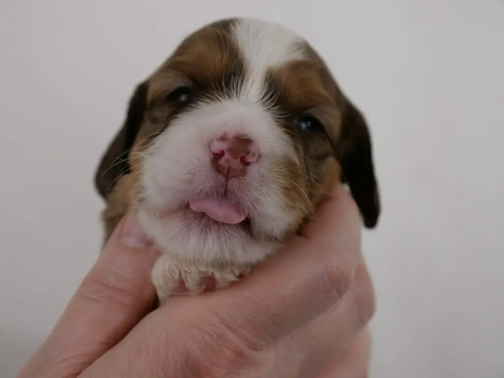 2-week old reddish brown/white labradoodle puppy. She is being held in someones hand and is looking at the camera. She is sticking her little pink tongue out. Nose is white up to the top of her head, and patches of reddish brown cover both eyes and ears.