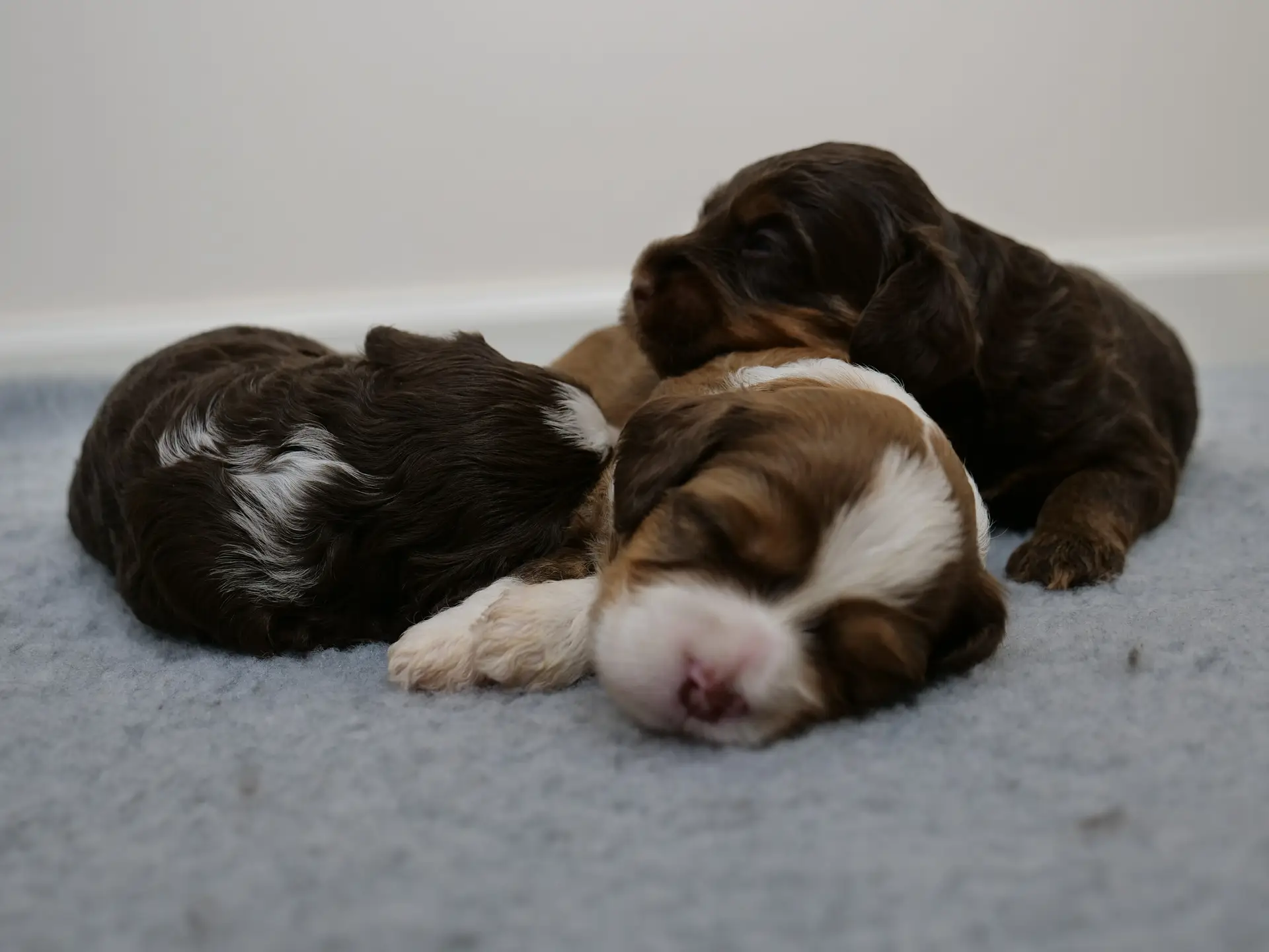 Three 1-week old chocolate phantom labradoodle puppies lying together. The middle puppy is a reddish brown and white, she is lying on her side. On the right is a dark chocolate phantom who is resting his head on the middle puppys back. On the left, a dark chocolate puppy with white on her neck, is curled in a ball with her head against the middle puppys stomach.