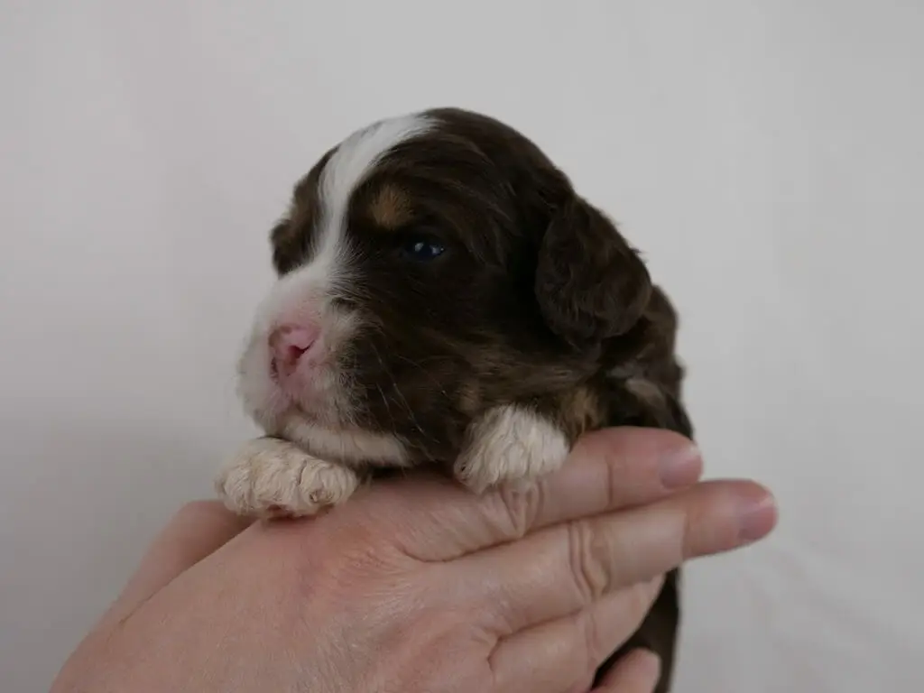 2-week old dark chocolate phantom labradoodle puppy being gently held in someones hand. Tiny white paws peek over the persons fingers and a white chin and nose up to the top of the puppys head. Dark chocolate with phantom markings on the eyebrows and across the jaw line.
