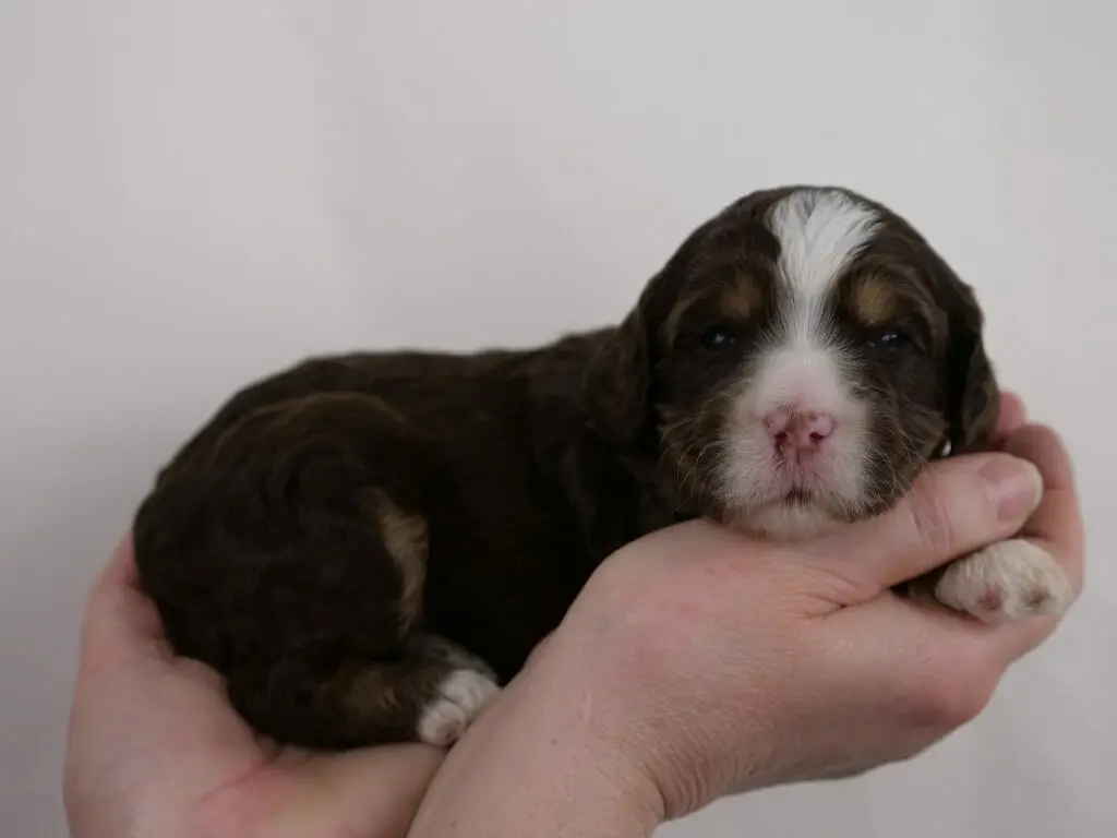 2-week old chocolate phantom labradoodle puppy, cradled in someones palms. Puppy is lying sideways with head turned toward the camera. White chin is resting on the thumb of the person. Puppy has a white nose and chin, and a streak of white to the top of its head. Little white paws are peeking out. Tan points (phantom markings) on the eyebrows, and hind leg are quite visible. Puppy is looking directly at the camera.