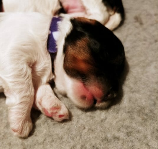 2-week old black, white and tan labradoodle puppy lying on his side. We can see his white shoulder and neck, and the side of his face which is black and tan. He is wearing a purple collar.