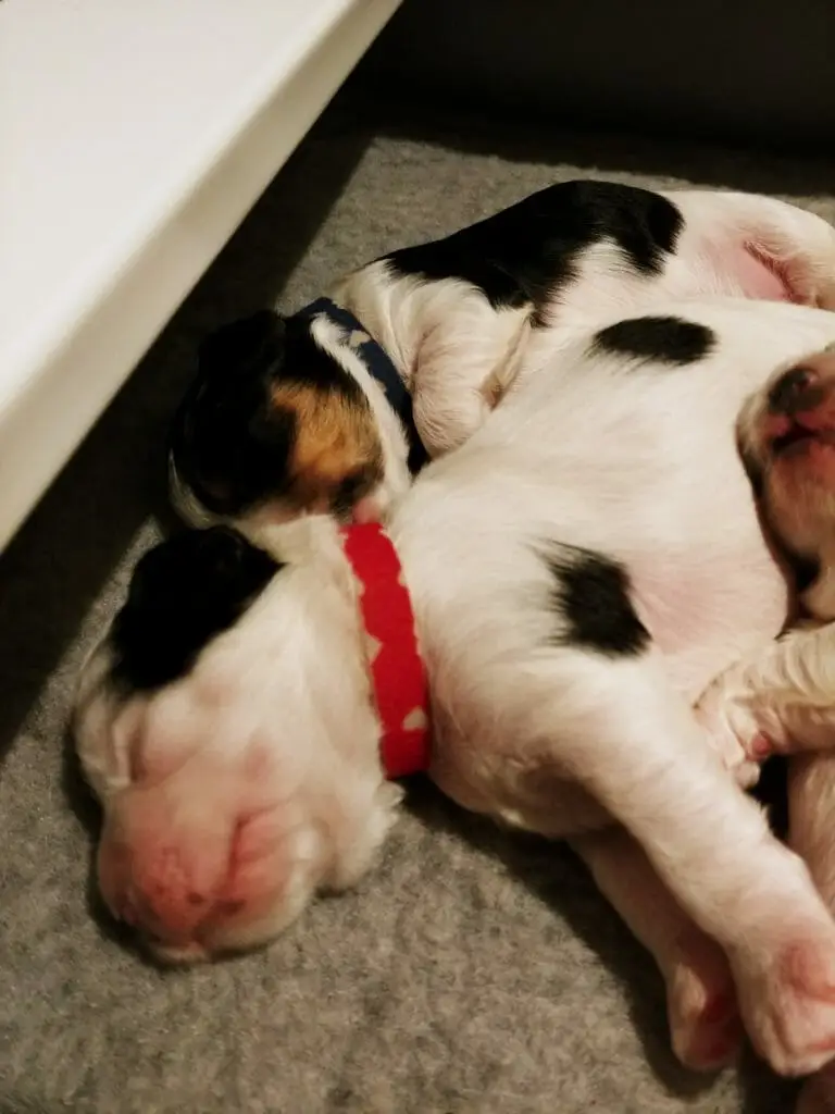 2-week old labradoodle puppy lying on her side with a red collar on. In the background another puppy is curled up and sleeping. The puppy in the foreground is predominately white, with a black ear and 2 patches of black on her side.