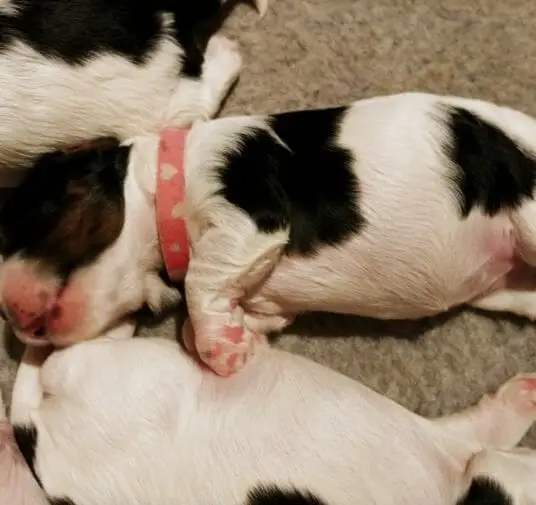 2-week old black and white labradoodle puppy lying on her side between two other puppies. She is wearing a pink collar and has a black head with white chin and neck. Black patches on her body.
