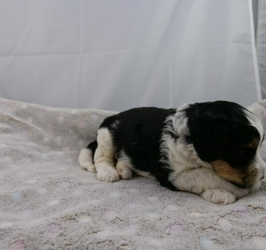 3-week old black and white labradoodle puppy lying on a light grey blanket. His body is turned slightly on an angle allowing us to see his black body and white rear legs. His white front paws are crossed under his chin. The scruff of his neck is white and also a spot on the top of his head. His face and ears are black, with tan on the side of his face.