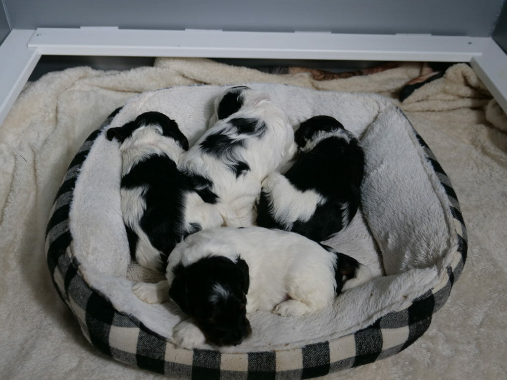 Four 3-week old black and white labradoodle puppies cuddled on a black and white checkered dog bed.