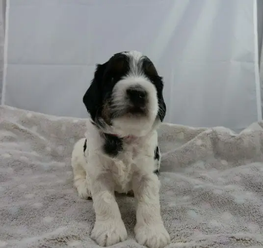 3-week old black and white labradoodle puppy. Image taken from ground level with puppy facing the camera. Puppy has black patches over both eyes and ears, a patch of black on her neck. Her front legs are white, with a white muzzle and blaze of white to the top of her head.